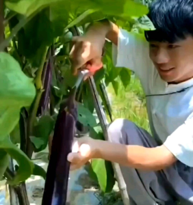 Biji/Benih Tanaman Terong Ungu Reza (Repack)