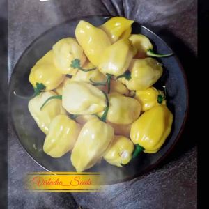 [Virladia Seeds] Biji Benih tanaman Cabe White Habanero
