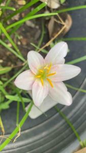 พ.หัวดอกบัวดิน Little Girl by YcSpace หัวละ 8 บาท