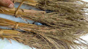 Sapu Jerami Ketan Hitam Asli: Pengertian & Manfaat