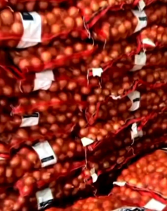 BAWANG BOMBAY SUPER RP 31.800 / KG