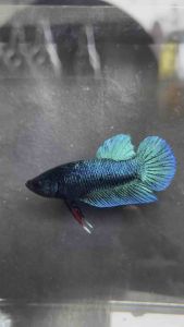 หน้าเขียวแท้ คัดผ่านบ่อน 2 ตัว 1000 ไม่ตรงปกคืนเงินเต็มจำนวน