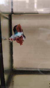 Double Tail Haftmoon Betta Fish B16 - Multicolour Fancy