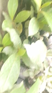 Talisay Live Plant for Planting (2 Dangkal / 30-40cm) Outdoor Tree