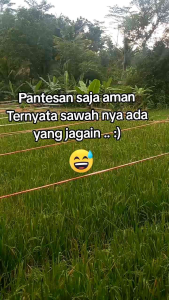 Tali Perak Pertanian Pengusir Burung Atau Hama Tanaman Sawah
