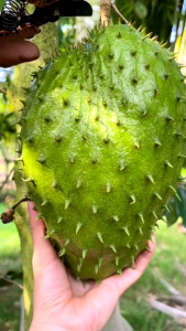 BISA COD!! 100 BIJI BENIH SIRSAK MADU JUMBO BERKUALITAS TERBAIK SUPER UNGGUL