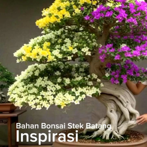 Bahan Bonsai Stek Batang Aneka Jenis