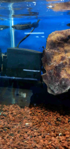 Channa Red Barito/Ornamental fish/Freshwater/Readystock