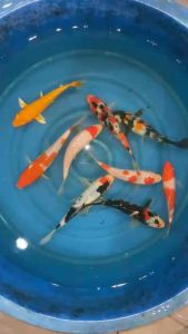 JAPAN KOI LOCAL BREED 6/7” SUPER HIGH GRADE 9pcs GOOD FENG SHUI CNY COMBO OFFER at RM1288 WITH FREE GIFTS & FREE 2 koi !