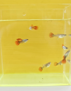 GUPPY FISH