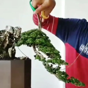 Alat Bonsai Gunting Pruning Hijau Kuning IMPORT China WAN WU QUAN 2110 New Edging Shears Berkualitas Gunting Tanaman Perawatan Peralatan Taman Profesional - Lazada