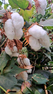 เมล็ดฝ้าย200เมล็ด 100 บาท