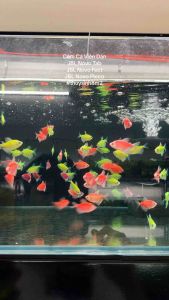 (Hũ Lớn) Viên Dán JBL Novo TAB Pro và Novo Fect | Thức Ăn Cá Cảnh Cá Pleco Tép Cảnh | 8m2