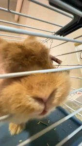 (CLEARANCE Expired: Mar 2025) Pet Molar Grass Cake/Natural Hay Chew Cake/Timothy/Alfalfa/Flower/Rabbit/Guinea pig/Chinchilla/Hamster/Molar Chew Food/Pet Snack/