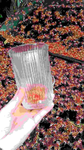 Ly thủy tinh trơn loe miệng cốc thủy tinh chịu nhiệt dùng để uống cafesinh tốtrà sữa LHB8801-380 ml