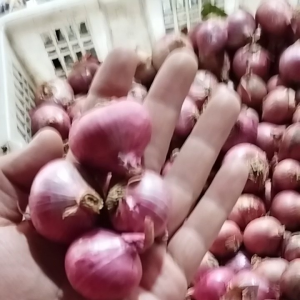 Bawang Merah Batu Grader 1 / Impor India dan Berry Padang 1 KG BAGUS DAN KULIT KERING