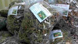 Rễ cà gai leo khô sạch chất lượng loại 1