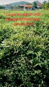 Cà gai leo hàng chuẩn loại 1