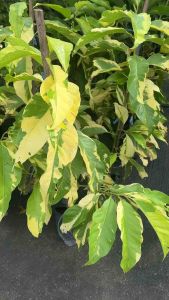 จำปีใบด่าง หรือ จำปีศรีเกษม เป็นไม้ประดับที่เกิดจากการกลายพันธุ์ของจำปีขาว โดยมีลักษณะเด่นคือใบที่มีลวดลายด่างสีเหลืองสวยงาม และมีดอกสีขาวส่งกลิ่นหอม.  ลักษณะทั่วไป: ใบ: มีลวดลายด่างสีเหลืองสลับกับสีเขียว. ดอก: มีสีขาว ส่งกลิ่นหอม. ลำต้น: เป็นไม้พุ่มขนาดก