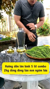 Đòng đòng nếp Cái hoa vàng
