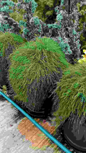 สนออสเตรเลีย ต้นใหญ่ กระถาง 15 นิ้ว ต้นสวย (กทม)