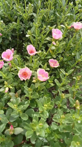 Carnation Pink and String Pink  Fushia Glaze  Fushia Pink Pinkish Red Vietnam Rose 25 Cuttings only