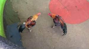 ไข่ไก่เชื้อพม่า ทันใจ+ลูกสาวจอนวิค อย่างเตะ เเข้งลึกมีหักมีชัก