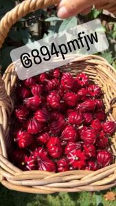 เมล็ดกระเจี้ยบแดง230-250เมล็ดติดดก