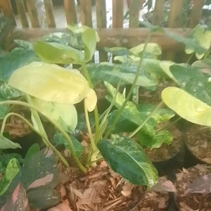 Tanaman Hias Philodendron Burlemarx Variegata: Rimbun Murah & Mudah Dirawat