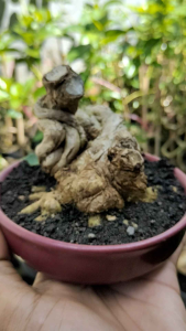 Sancang Meliyuk: Alat Pertanian Tradisional yang Tahan Lama