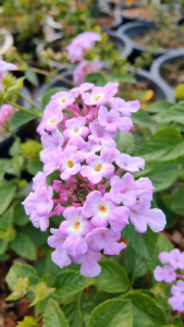 เทรลิ่งลาเวนเดอร์ กระถาง 11 นิ้ว ผกากรองหอม (กทม)