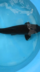 Genuine Japan Koi Karasu Chagoi 50cm from Izumiya Farm - ( 1 pc only ) - below belly is yellow reddish colour