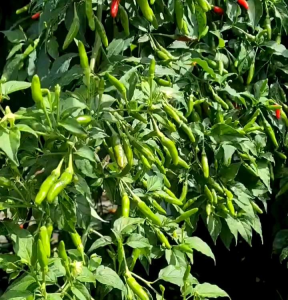 100 BUTIR BIJI | BENIH TANAMAN CABE RAWIT HIJAU