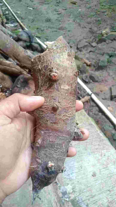 Talas Kimpul 1 kg Asli Ciamis Enak Sehat Olahan Makanan Siap Konsumsi