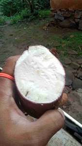 Singkong Enak Asli Ciamis 1kg Siap Konsumsi Organik