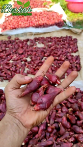 Bawang Dayak Segar Super 1kg bonus 50g