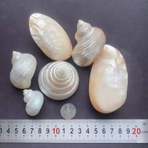 หอยขัดเงาสำหรับงานศิลปะเปลือกหอย DIY และของตกแต่งบ้าน POLISHED seashells