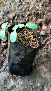 เมล็ดพันธุ์แตงไทยสิงคโปร์ 50 เมล็ด