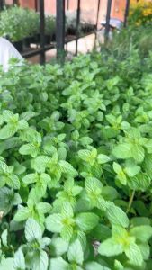 Treeno.9 รวมสมุนไพรฝรั่ง ตระกูลมิ้นท์ (Mint) 12 ชนิด 6 นิ้ว / สูง 15-30 cm