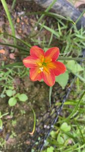 Doper หัวละ 20 บาท - ณ.หัวดอกบัวดิน