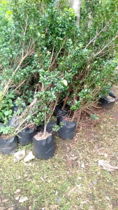 Bahan bonsai ficus kompakta cangkok ukuran stang