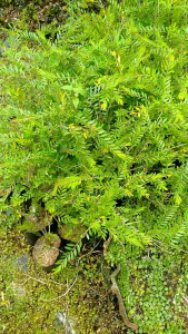 Bibit Tanaman Cendrawasih Cangkok Bahan Bonsai 25-30cm