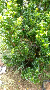 Bibit kompakata ficus beringin cangkok bonsai 40-50cm