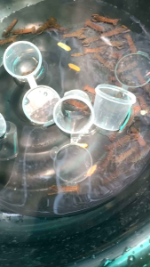 กุ้งก้ามแดงเพื่อการบริโภค 1”-1.5"(30)