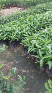 Cao 30Cm Cây Nhàu Giống Phát Triển MạnhNhanh Ra Trái