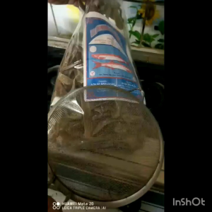 fish cracker 500gm +- from Kuala besut