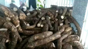 2Củ= 5Kg Bạc Hà Núi to đào sâu trong rừng nguyên sinh