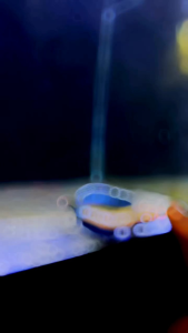 Pelet Premium Blue Color Enhancer RKFish Aquatic Pakan Auranti Stewarti Pulchra Limbata