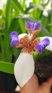 Iris White and Purple Orchid