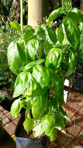 Sweet Basil Herb